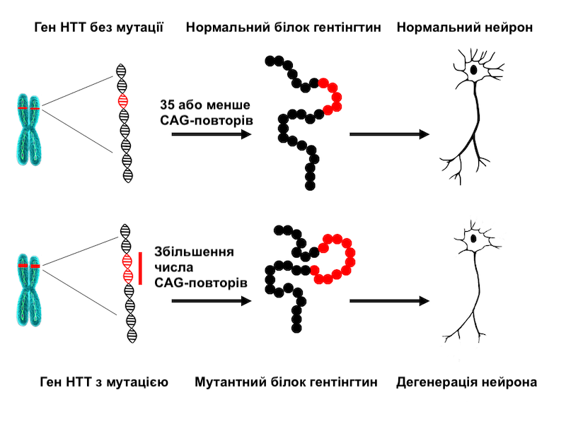 Мутація розширення повторів CAG при хореї Гентінгтона